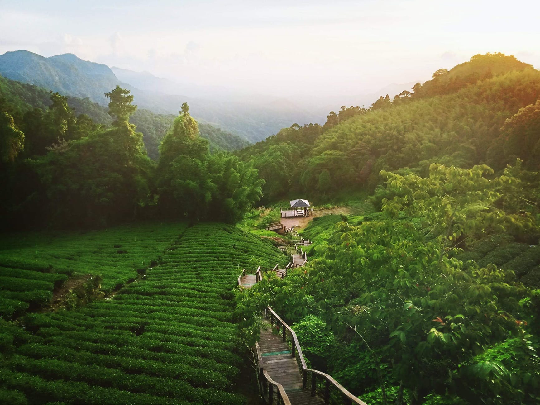 green plantations near forest and stairway near house