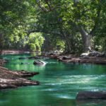 body of water between green leaf trees