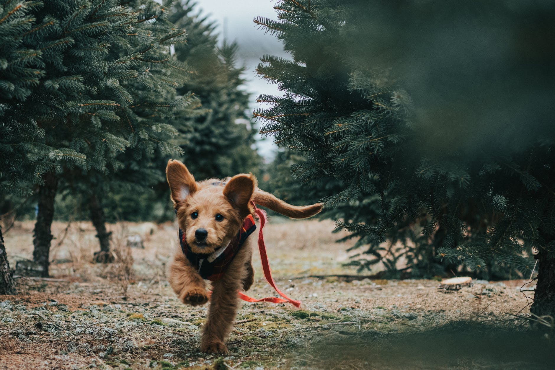 short coated brown dog near trees