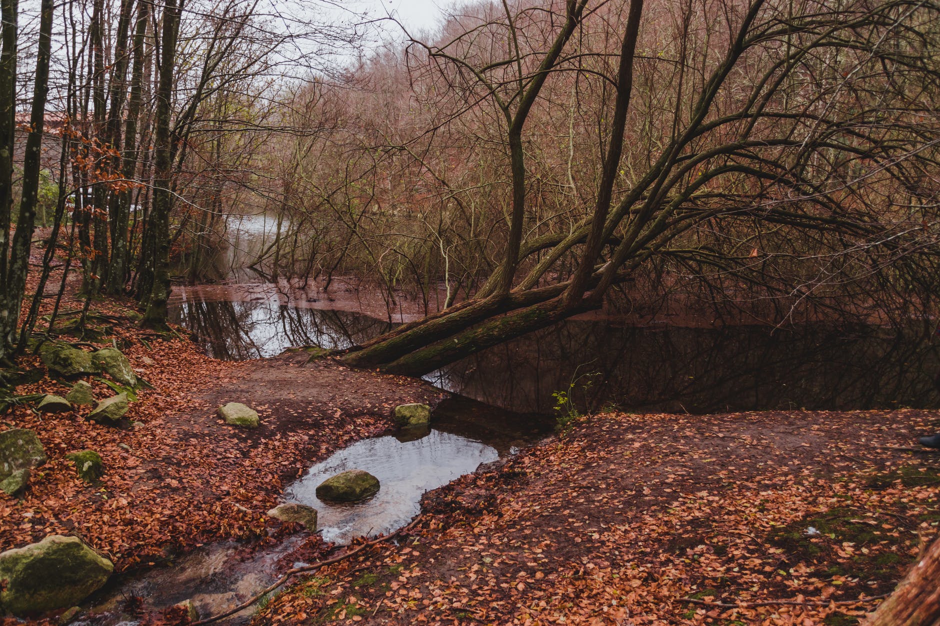 river in autumn forest with leafless trees