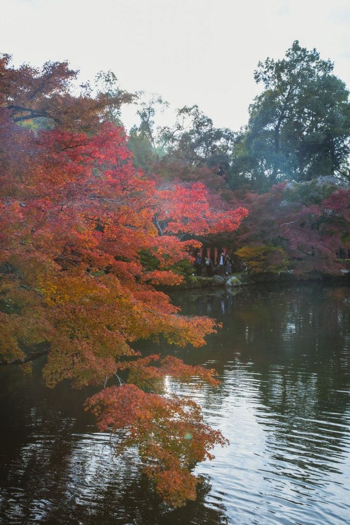 calm river flowing among autumn trees in park