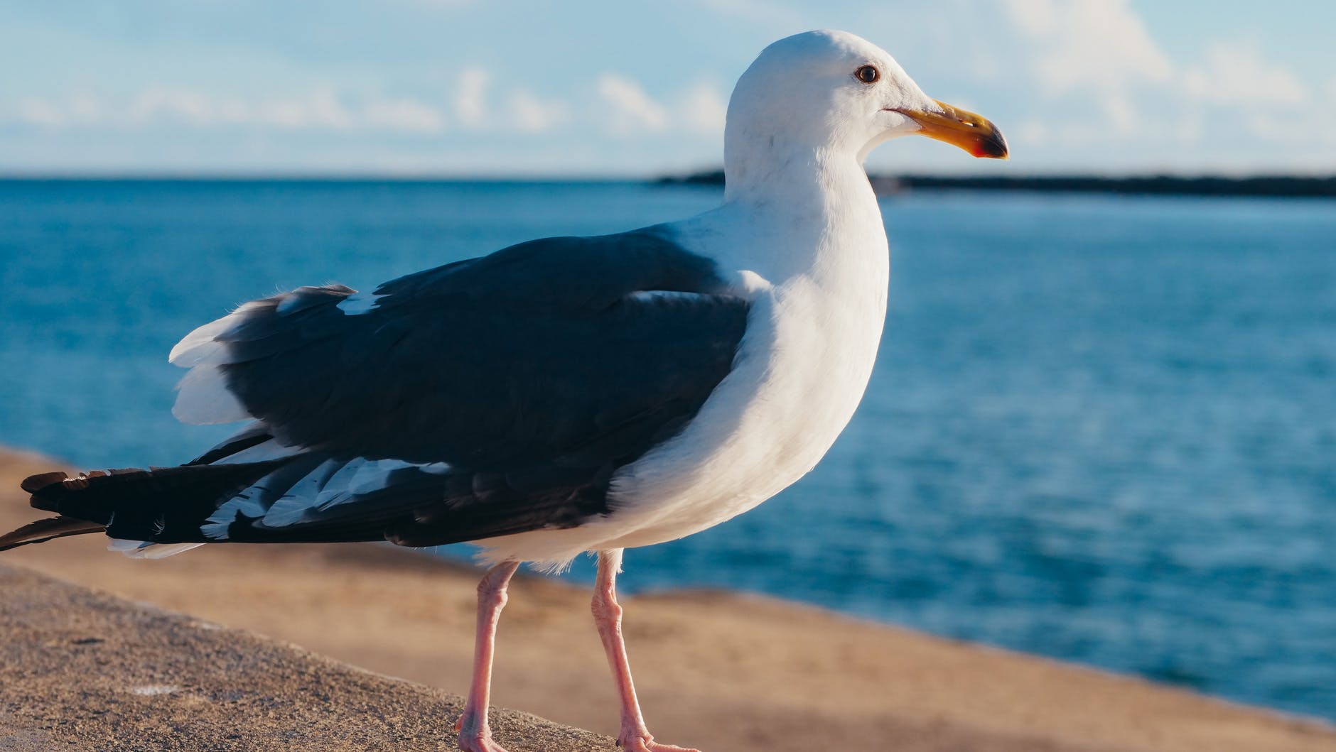 photo of a seagull