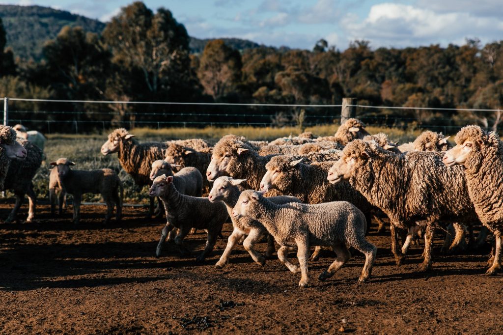 flock of sheep and lambs walking on farmland against mountain