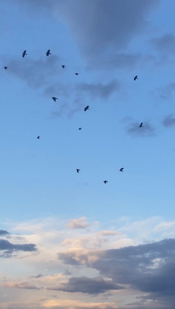 birds flying in cloudy sky