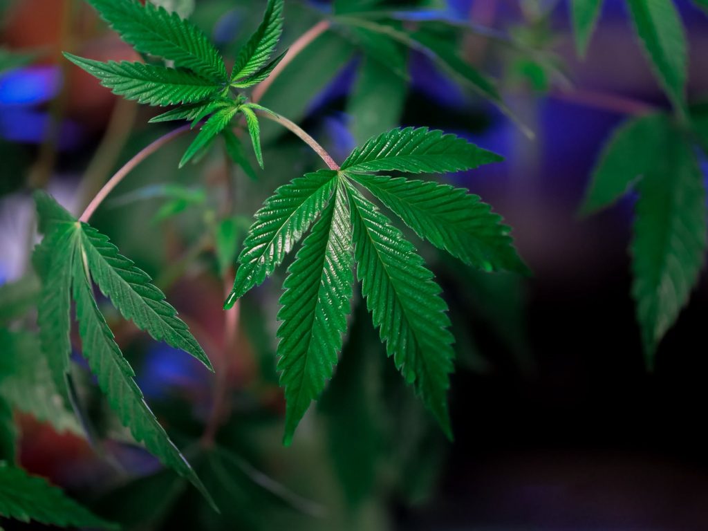 close up photo of cannabis plant