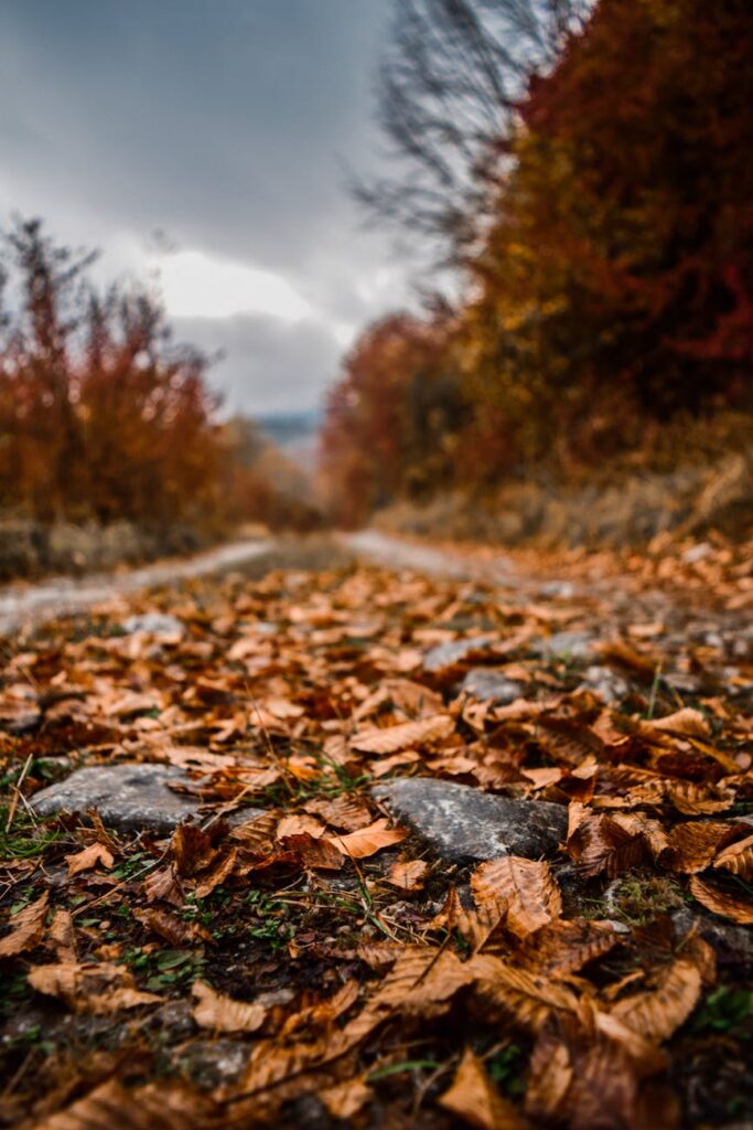 close up photo of fallen leaves