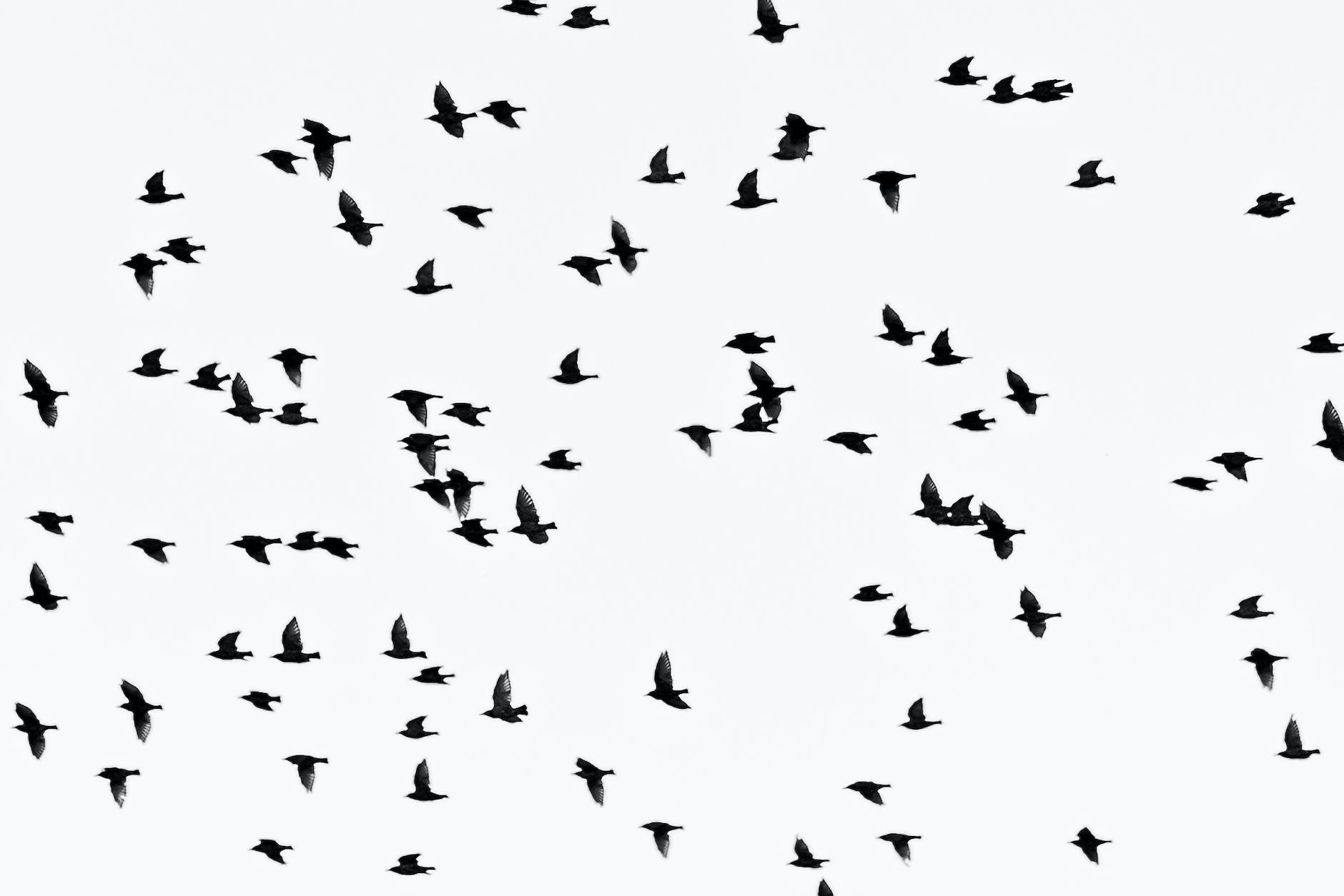 monochrome photo of flock of flying birds