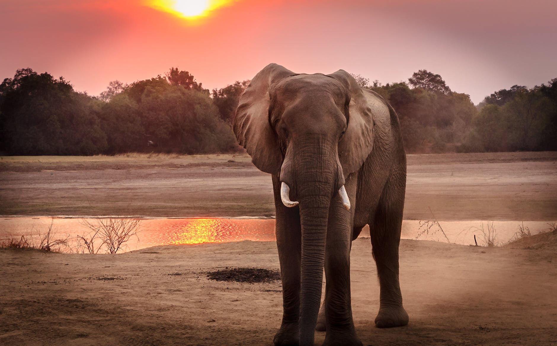 wildlife photography of elephant during golden hour