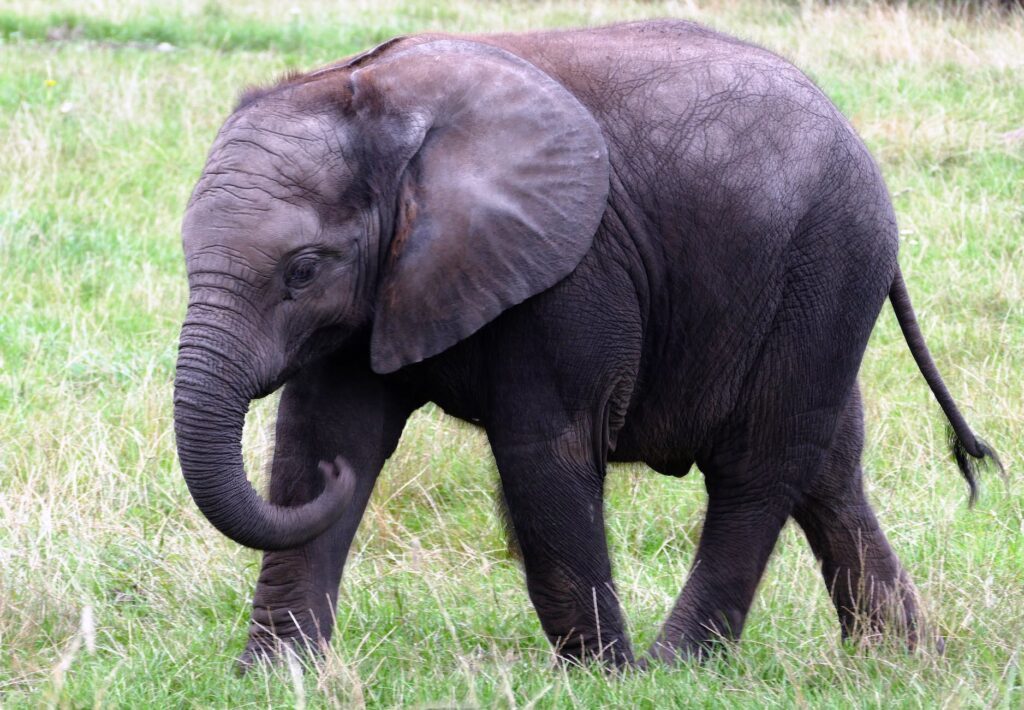 elephant calf